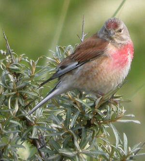Common Linnet 
&copy; Thierry Tancrez