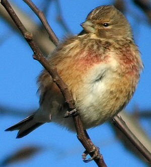 Common Linnet 
&copy; Thierry Tancrez