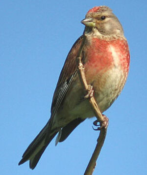 Common Linnet 
&copy; Thierry Tancrez