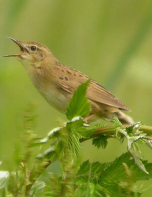 Common Grasshopper Warbler 
&copy; Thierry Tancrez