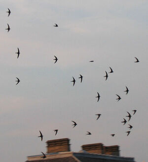 Common Swift 
&copy; Thierry Tancrez