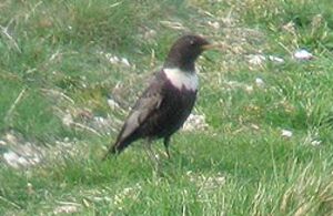 Ring Ouzel 
&copy; Thierry Tancrez