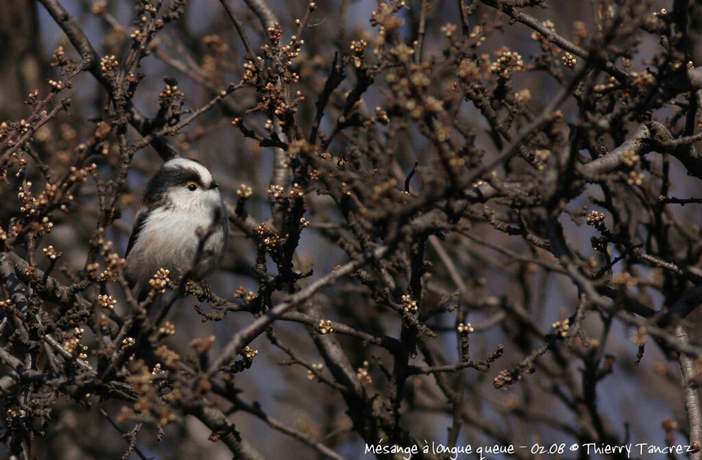 Mésange à longue queue - Aegithalos caudatus
