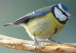 Eurasian Blue Tit