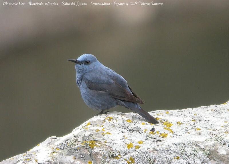 http://www.oiseaux.net/photos/thierry.tancrez/images/monticole.bleu.thta.1g.jpg