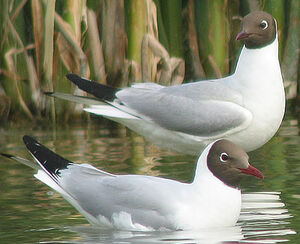 Mouette rieuse 
&copy; Thierry Tancrez