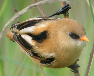 Bearded Reedling 
&copy; Thierry Tancrez