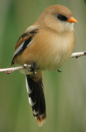 Bearded Reedling 
&copy; Thierry Tancrez