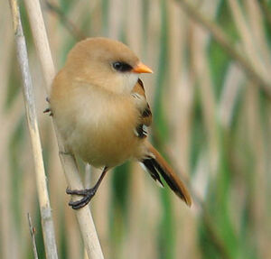 Bearded Reedling 
&copy; Thierry Tancrez