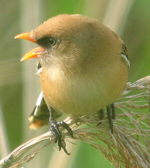 Bearded Reedling 
&copy; Thierry Tancrez