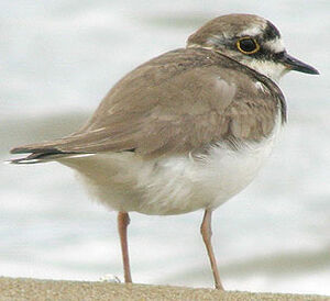 Little Ringed Plover 
&copy; Thierry Tancrez