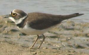 Little Ringed Plover 
&copy; Thierry Tancrez