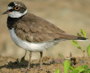 Little Ringed Plover 
&copy; Thierry Tancrez