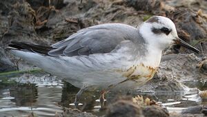 Phalarope � bec large