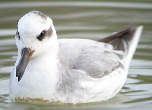 Phalarope � bec large