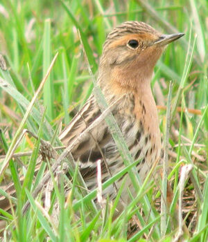 Pipit � gorge rousse