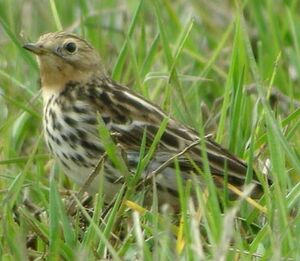 Pipit � gorge rousse