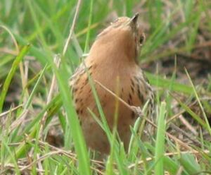 Pipit � gorge rousse