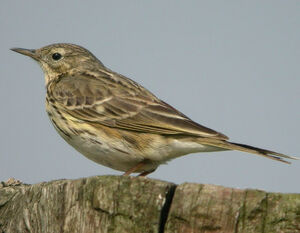 Pipit farlouse