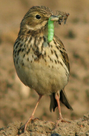 Pipit farlouse