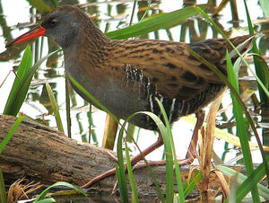 Water Rail