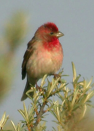 Common Rosefinch 
&copy; Thierry Tancrez