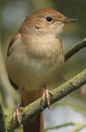 Common Nightingale
