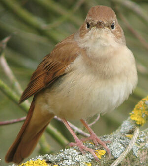 Common Nightingale