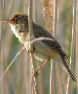 Eurasian Reed Warbler 
&copy; Thierry Tancrez