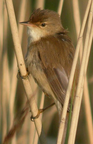 Eurasian Reed Warbler 
&copy; Thierry Tancrez