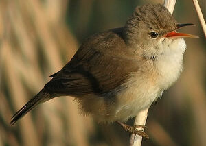 Eurasian Reed Warbler 
&copy; Thierry Tancrez
