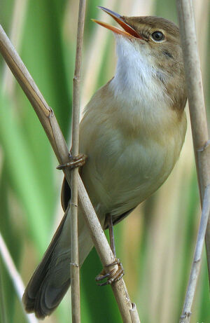 Eurasian Reed Warbler 
&copy; Thierry Tancrez