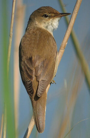 Eurasian Reed Warbler 
&copy; Thierry Tancrez