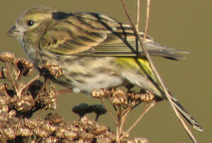 Serin cini