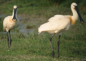 Eurasian Spoonbill