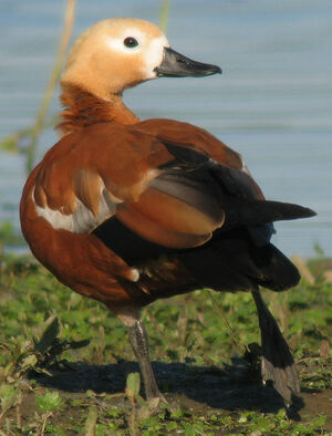 Ruddy Shelduck 
&copy; Thierry Tancrez