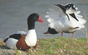 Common Shelduck