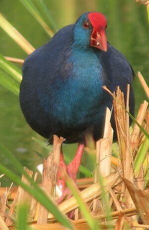 Purple Swamphen