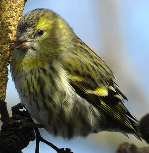 Eurasian Siskin 
&copy; Thierry Tancrez