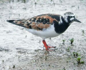 Ruddy Turnstone 
&copy; Thierry Tancrez