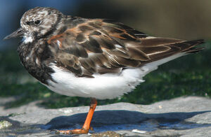 Ruddy Turnstone 
&copy; Thierry Tancrez