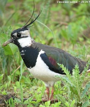 Northern Lapwing 
&copy; Thierry Tancrez