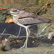 Water Thick-knee