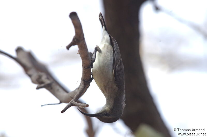 White-bellied Sunbird female adult