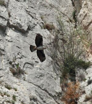 Bonelli's Eagle 
&copy; Thomas Roussel