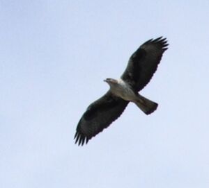 Bonelli's Eagle 
&copy; Thomas Roussel