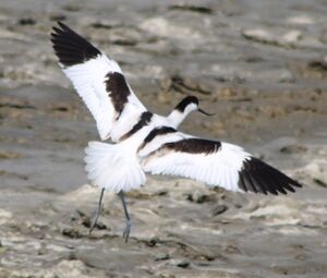 Avocette élégante