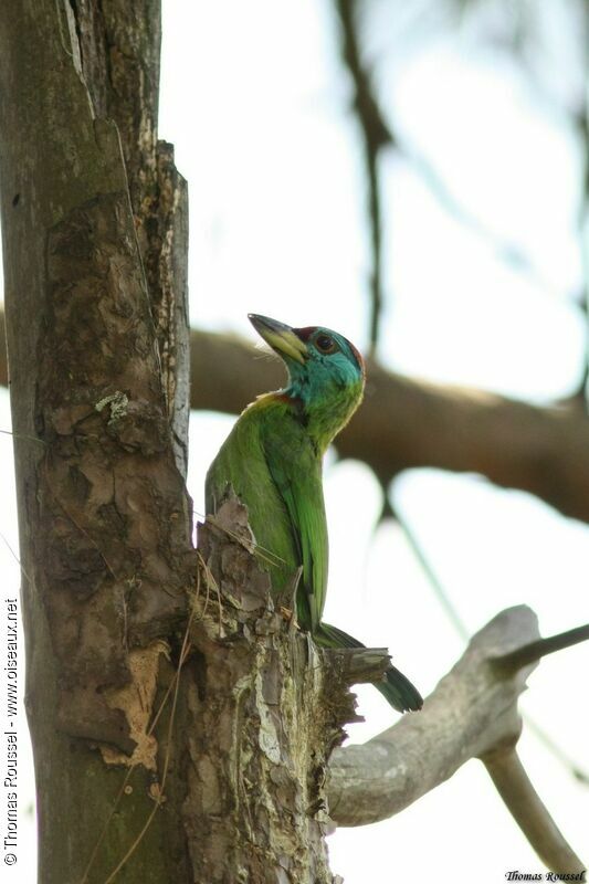 Blue-throated Barbet, identification