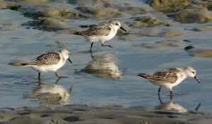 B�casseau sanderling