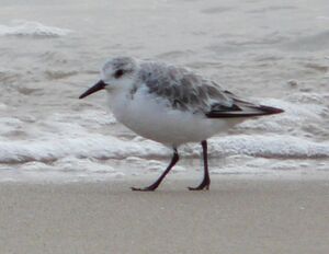 B�casseau sanderling
